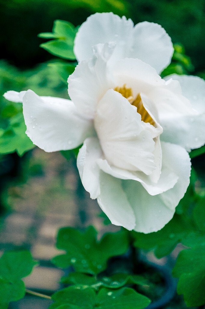 鼠姑 鹿韭 白茸 木芍药 百雨金 洛阳花 富贵花 牡丹 植物 花朵 花儿 牡丹花 含苞待放