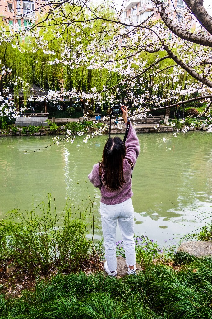 樱花 自然 风光 自然风光 盛开的樱花 花草 花朵 旅行
