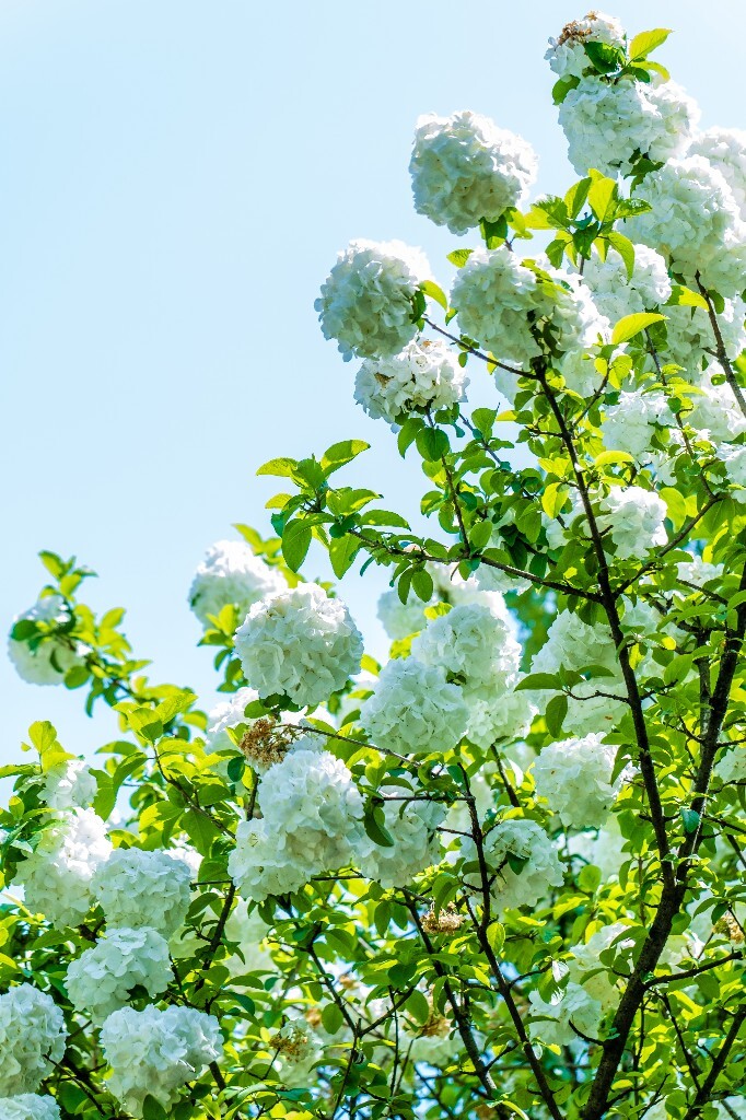 粉团花 紫阳花 八仙花 绣球 木绣球 草绣球 紫绣球 花朵 花儿 植物 摄影