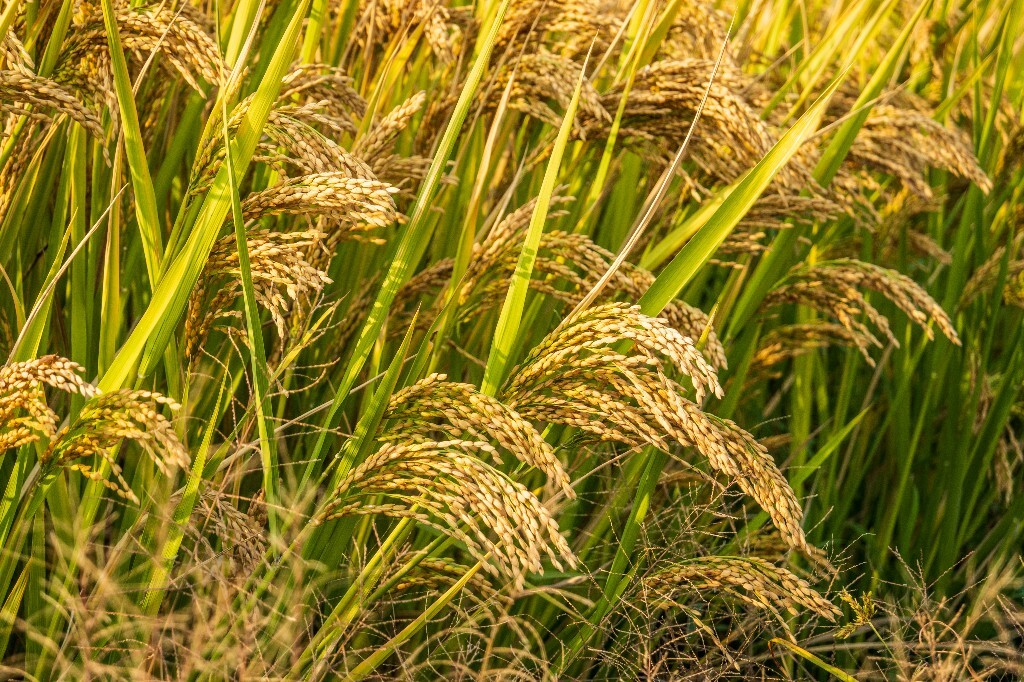植物 风光 稻田 植物 金黄色的稻田 稻子 水稻 丰收 喜悦