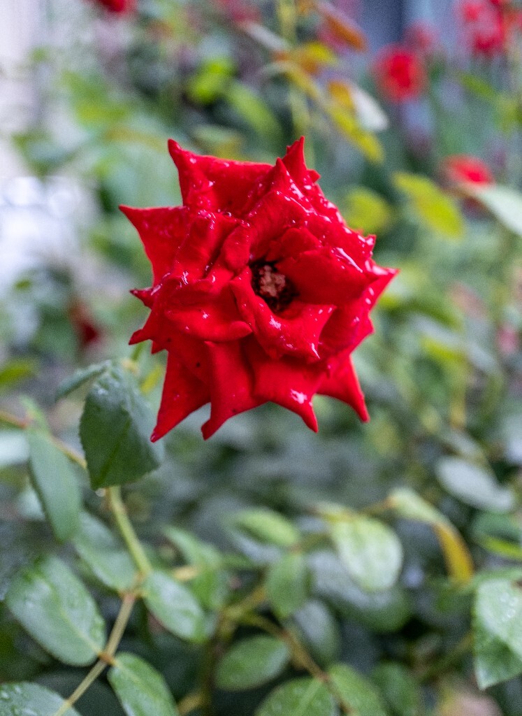 月季 植物 微距 花草 自然 摄影 花儿 盛开的月季花 自然风光 旅行 红色的月季花