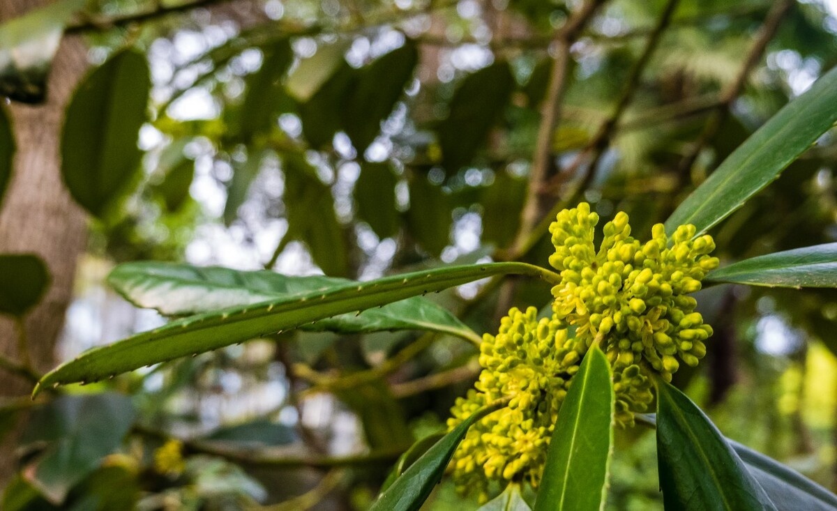 花 植物 摄影 图片 花朵 花草 旅行 黄色的小花