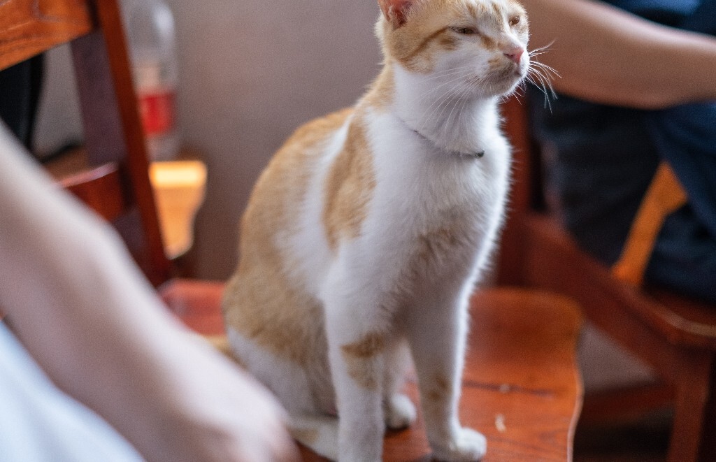 猫猫 喵星人 橘猫 小可爱 可爱的猫猫 街拍 宠物摄影
