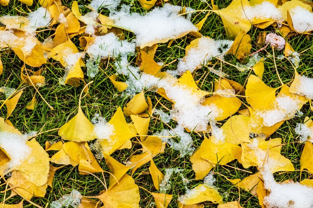 银杏树叶 白果叶 飞蛾叶 鸭脚子 雪景 草地上的雪 草地 落叶 叶子 一叶知秋 风光 自然 2022年第一场雪