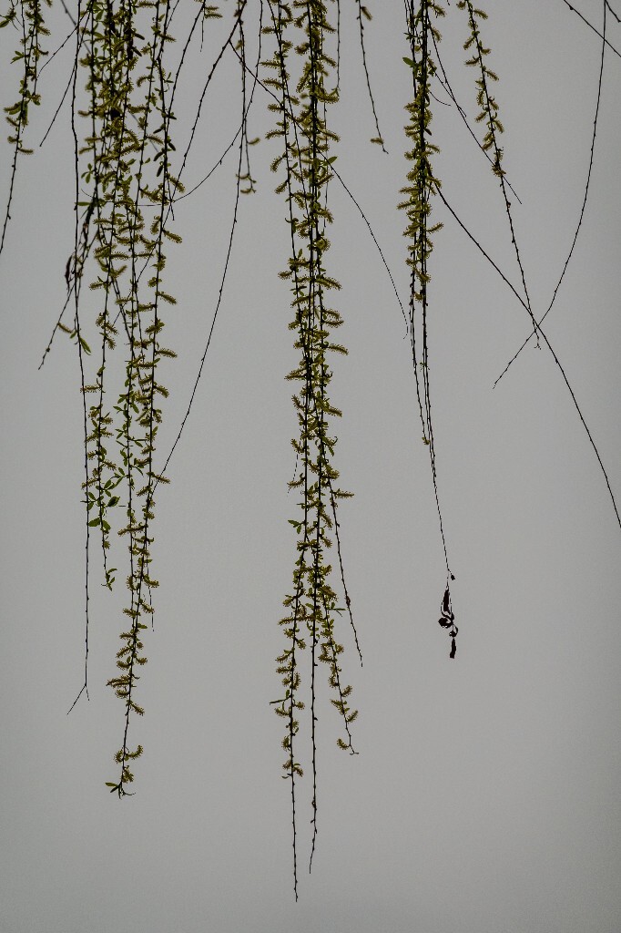 风光 西湖 柳树 叶子 植物