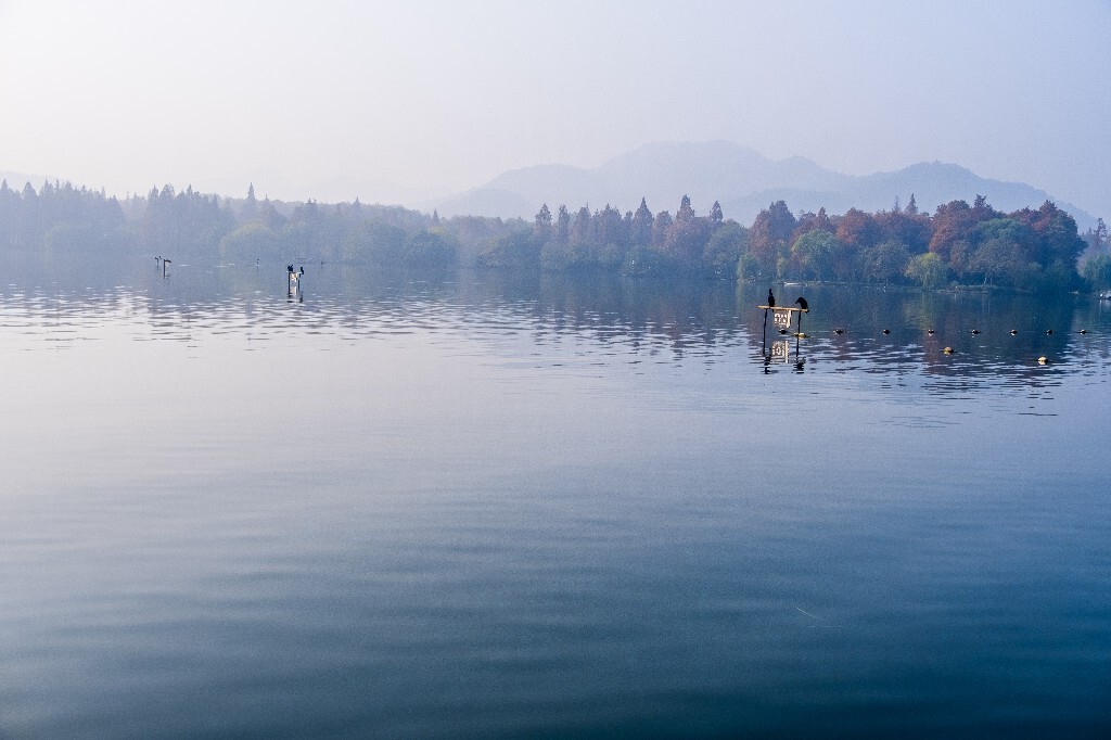 水鸟 西湖风光 自然风景 西湖 旅行 鸟儿 城市风光 杭州西湖