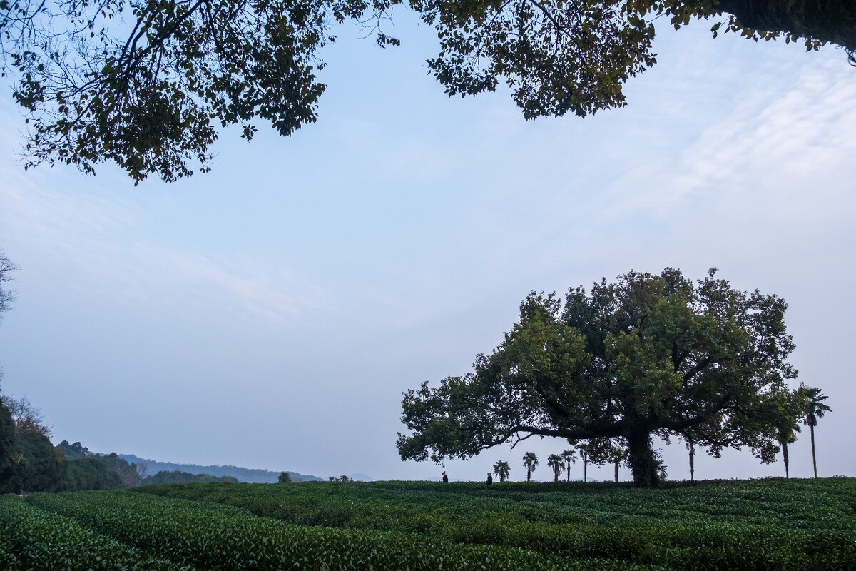 茶园风光 自然风光 茶树 茶园 龙井茶园 杭州 龙井茶园 自然 云彩 网红茶树 椰子树 摄影
