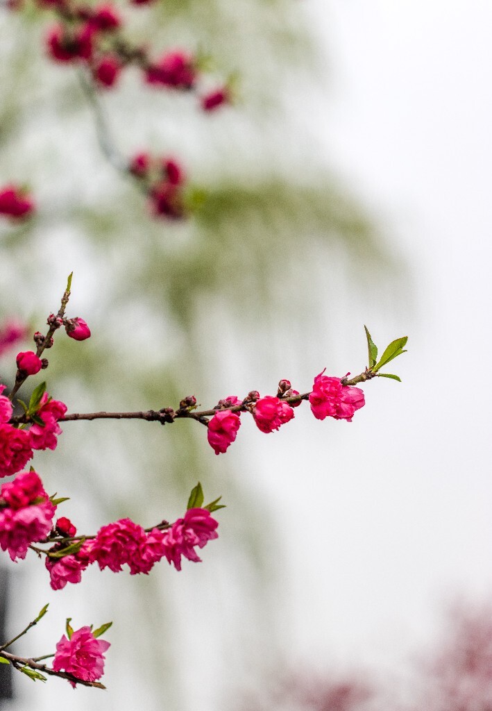 西湖桃花 桃花 自然 微距 风光 色彩 西湖之春 春天 桃红柳绿 西湖三月天