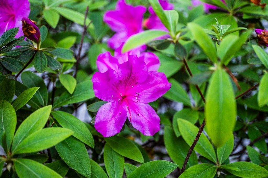 杜鹃花 山踯躅 山石榴 映山红 照山红 唐杜鹃 春鸟花 杜鹃 植物 微距 摄影 风光 自然
