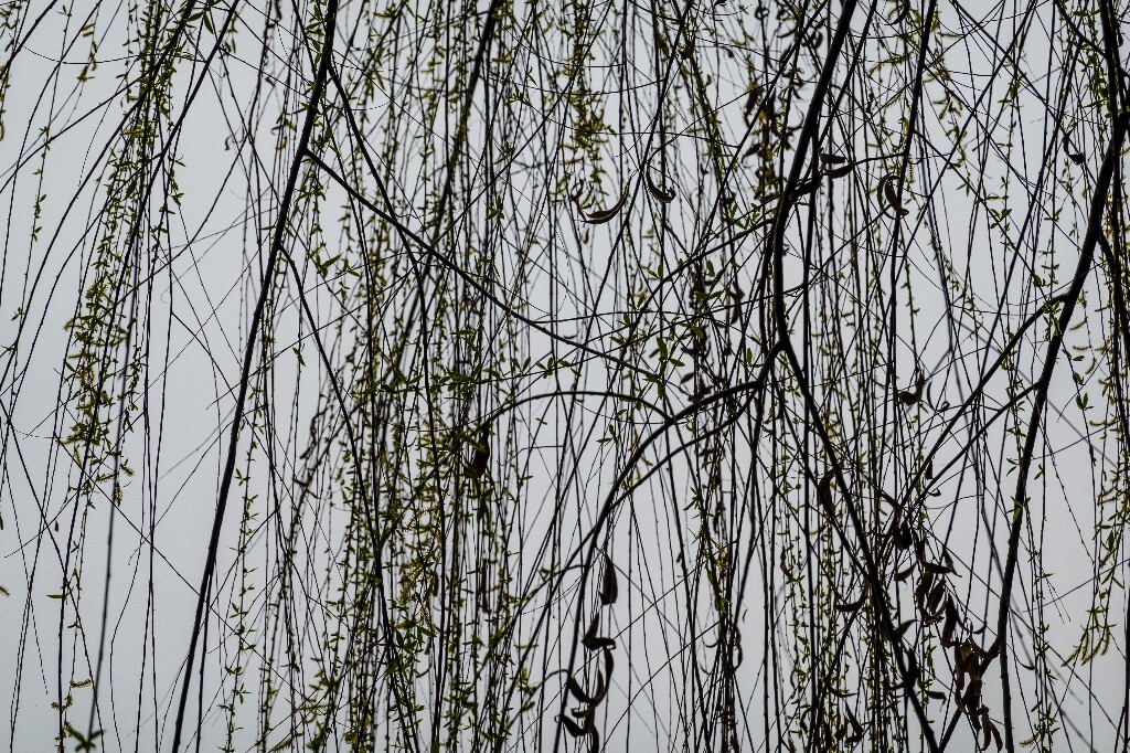 风光 西湖 柳树 叶子 植物