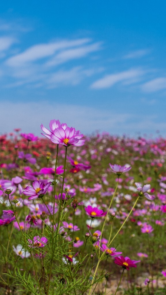 百日菊 百日草 步步高 火球花 对叶菊 秋罗 步步登高 不等高 植物 摄影 风光