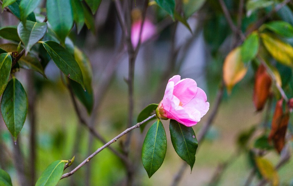 茶花 山茶花 观赏花卉 世界名贵花 花草 花朵