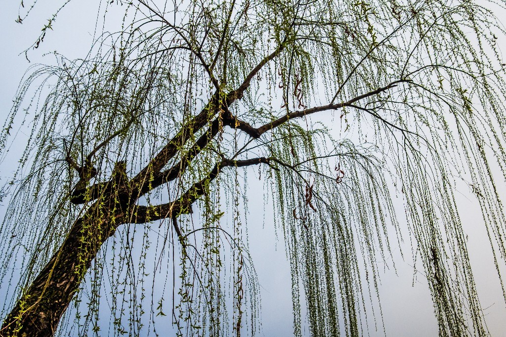 西湖柳树 风光 自然 植物 柳树