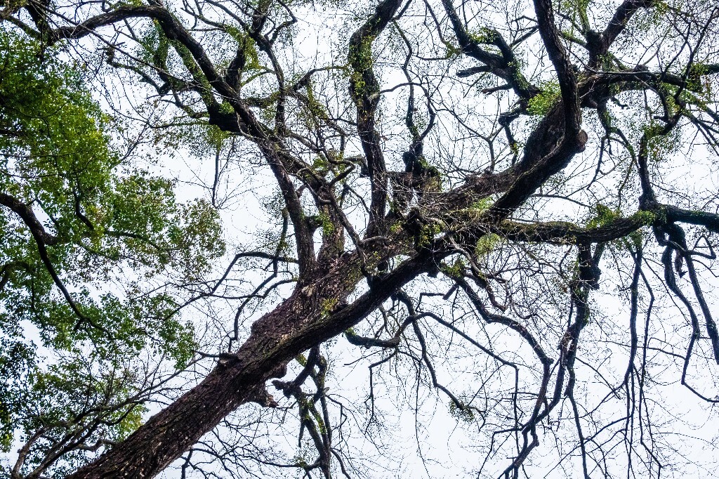 柳树 风光 西湖风光 自然 摄影 西湖柳树 旅行 春天 植物 柳叶