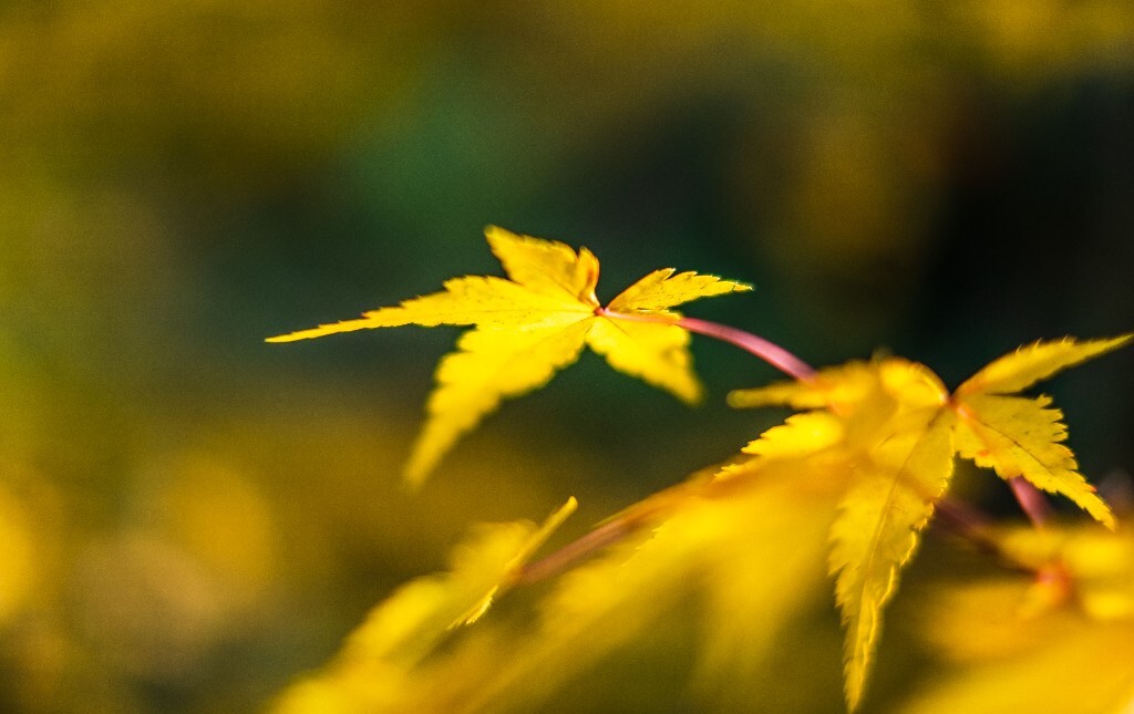 植物 摄影 光 叶子 枫叶 风光摄影 旅行 自然