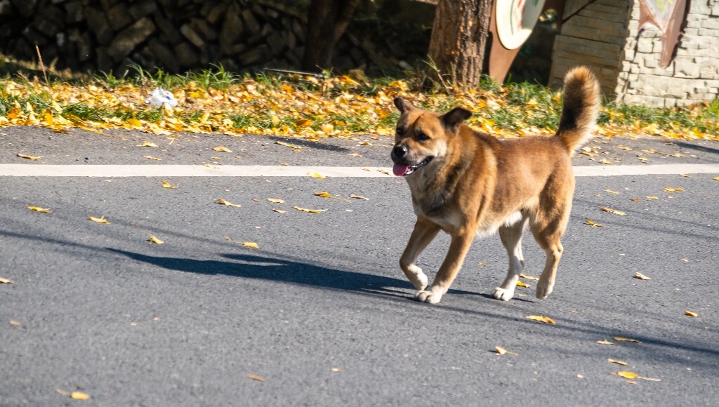 拉布拉多 狗狗 摄影 宠物摄影 汪星人 土狗 田园犬