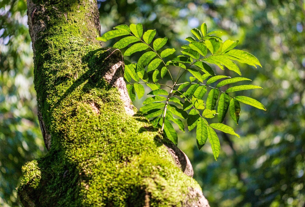 光影 植物 叶子 生命力   自然 风光  摄影