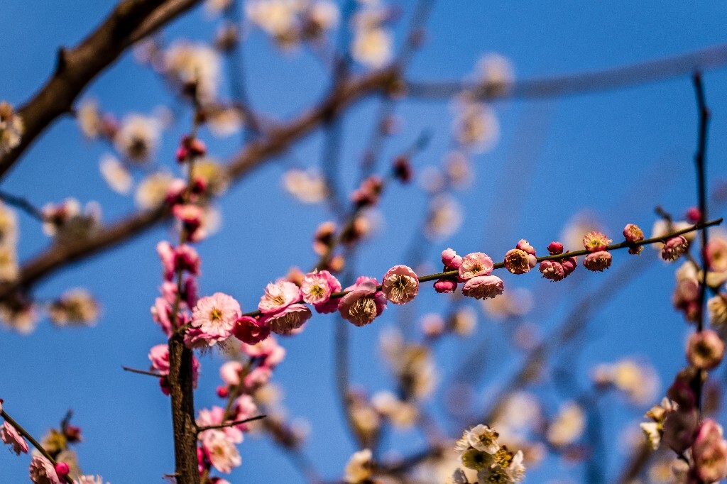梅 梅花 植物 风光 花卉 花朵 花儿 摄影 旅行 赏花