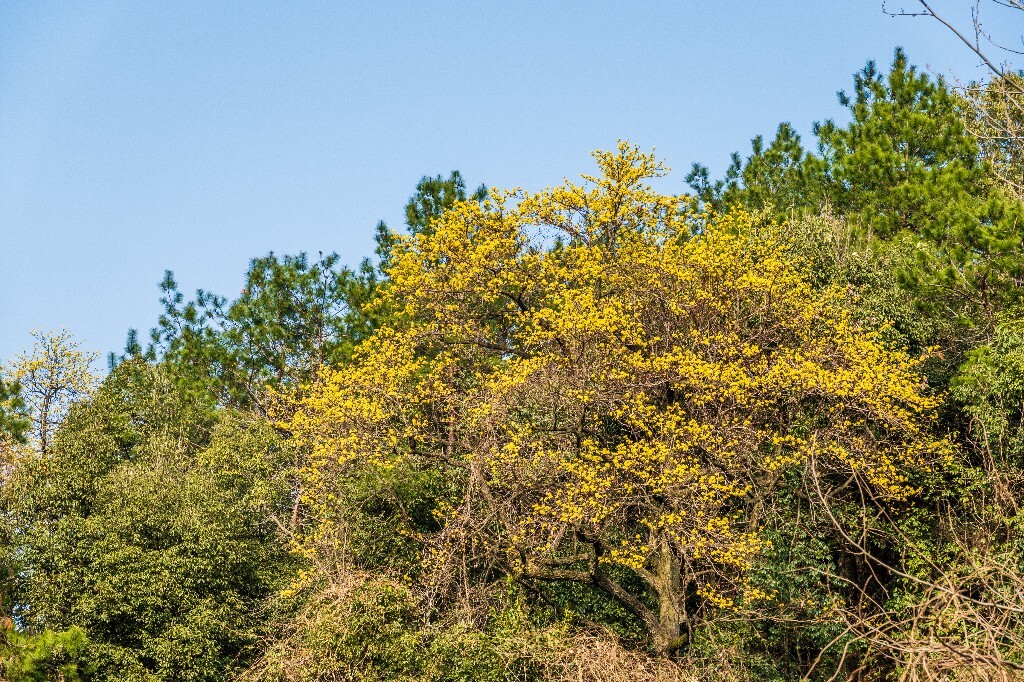 檫木花正黄 花朵 花儿 摄影 盛开的檫木花 