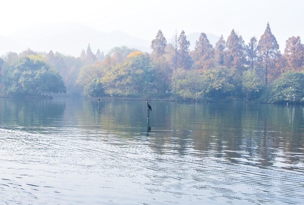 水鸟 西湖风光 自然风景 西湖 旅行 鸟儿 城市风光 杭州西湖