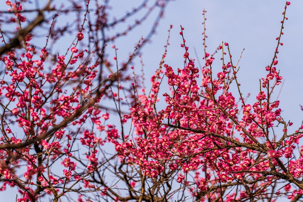 梅花 红色的梅花 梅 图片 摄影 风光 花卉 花朵 旅游 花