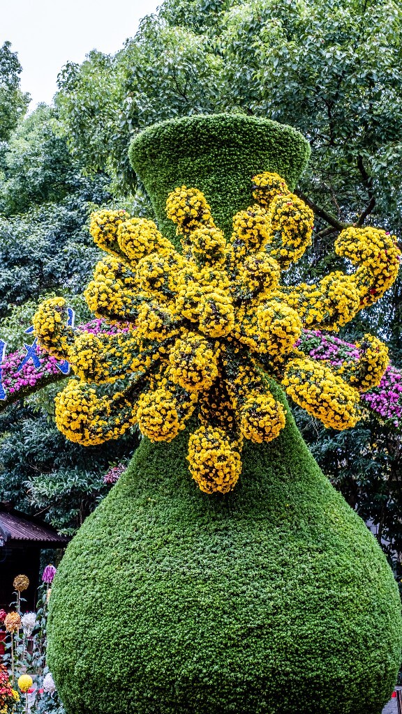 菊花 寿客 金英 黄华 秋菊 陶菊 日精 女华 延年 隐逸花 家菊 花儿 盛开的菊花