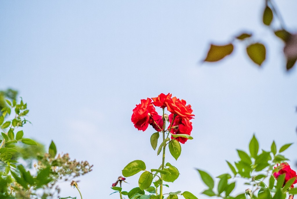 月季 摄影 风光 花儿  花中皇后 月月红 月月花 长春花 四季花 胜春 植物 花朵 