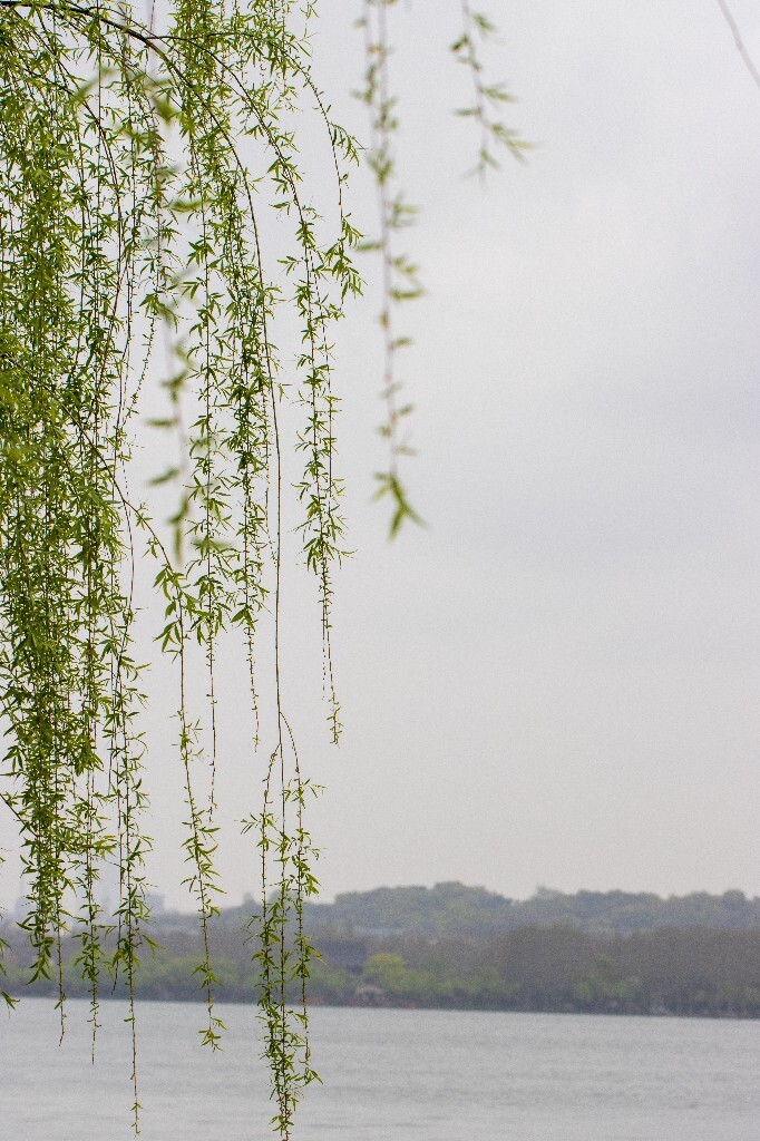 植物 风光 西湖柳树 西湖风光 自然 环境 西湖之春 自然 鸳鸯 自然 西湖春天
