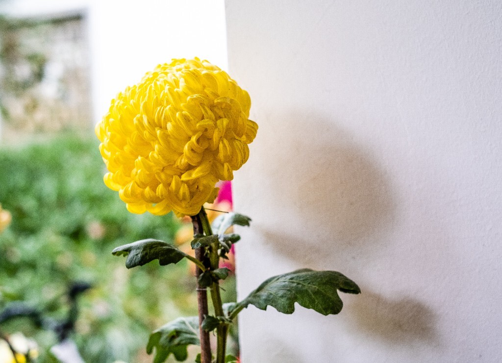 菊花 寿客 金英 黄华 秋菊 陶菊 日精 女华 延年 隐逸花 家菊 花儿 盛开的菊花