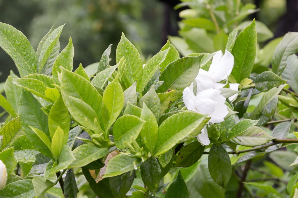 植物 栀子花 风光 自然 花草 花朵 盛开的栀子花 摄影 旅行 
