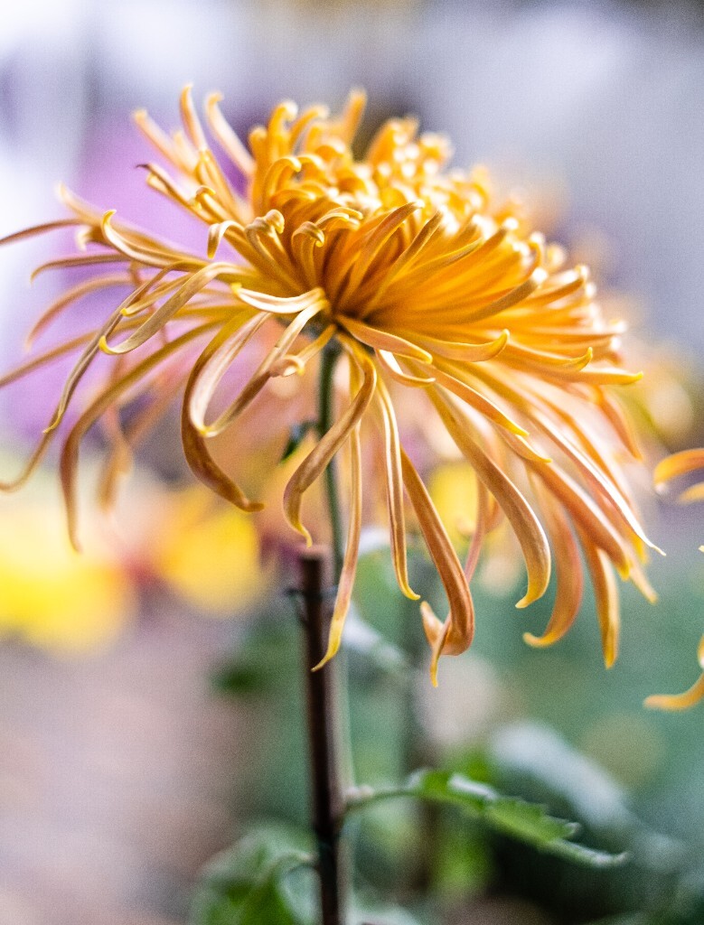 菊花 寿客 金英 黄华 秋菊 陶菊 日精 女华 延年 隐逸花 家菊 花儿 盛开的菊花