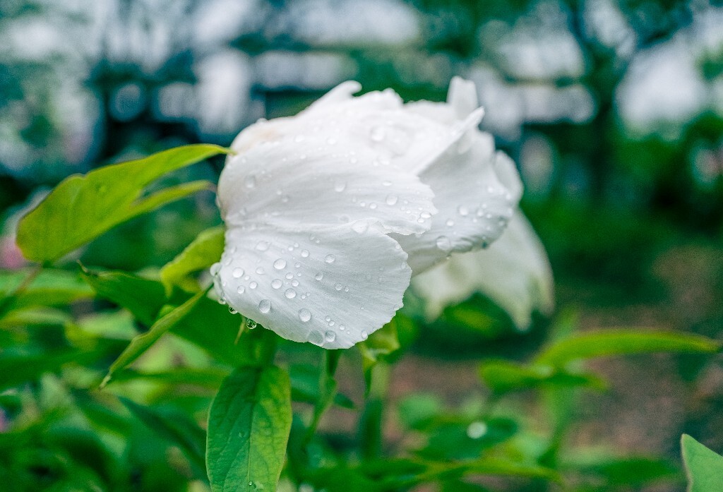 鼠姑 鹿韭 白茸 木芍药 百雨金 洛阳花 富贵花 牡丹 植物 花朵 花儿 牡丹花 含苞待放