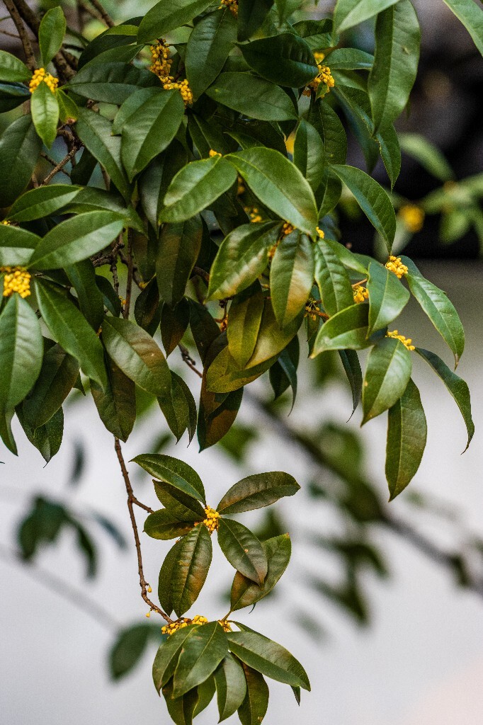 桂花 木樨 木犀 九里香 木樨 岩桂 金桂 银桂 丹桂 月桂 摄影 桂花 花朵 花儿 自然 静物