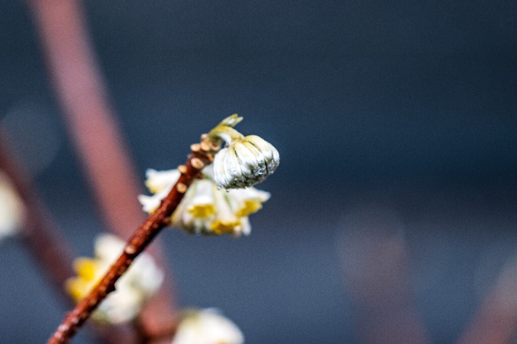 打结花 打结树 黄瑞香 喜花 梦冬花 岩泽兰 三桠皮 三叉树 蒙花 家香 山棉皮 雪花皮 梦花