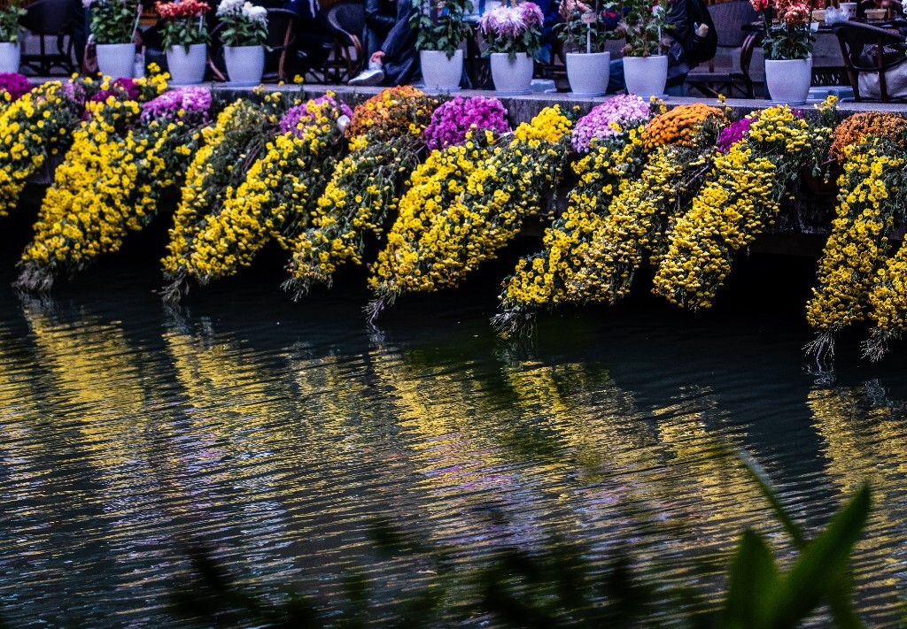 菊花 寿客 金英 黄华 秋菊 陶菊 日精 女华 延年 隐逸花 家菊 花儿 盛开的菊花