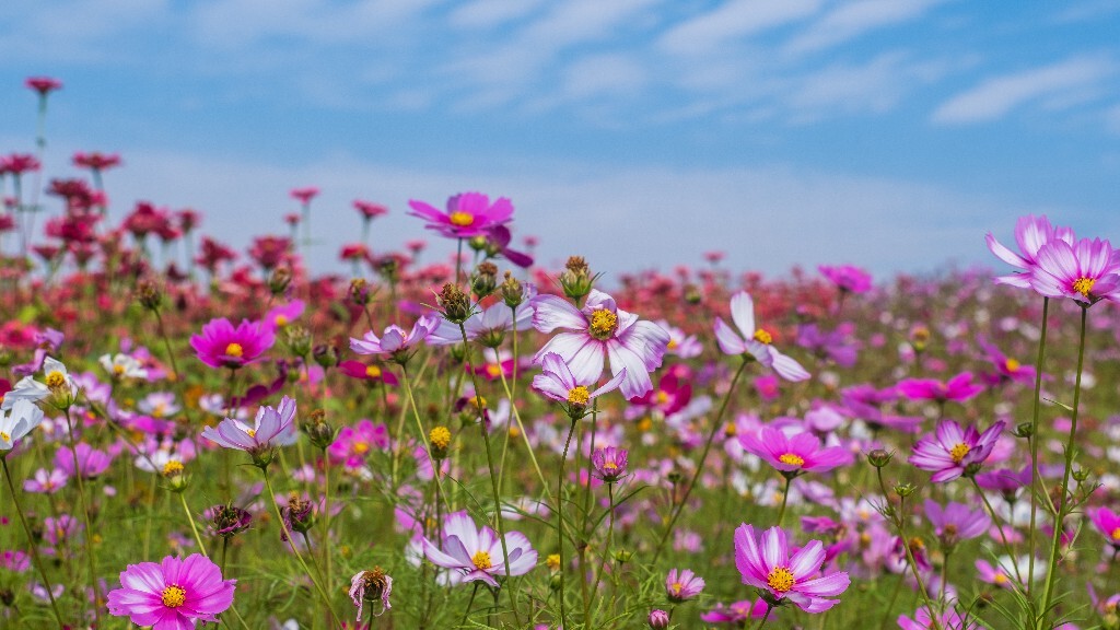 百日菊 百日草 步步高 火球花 对叶菊 秋罗 步步登高 不等高 植物 摄影 风光