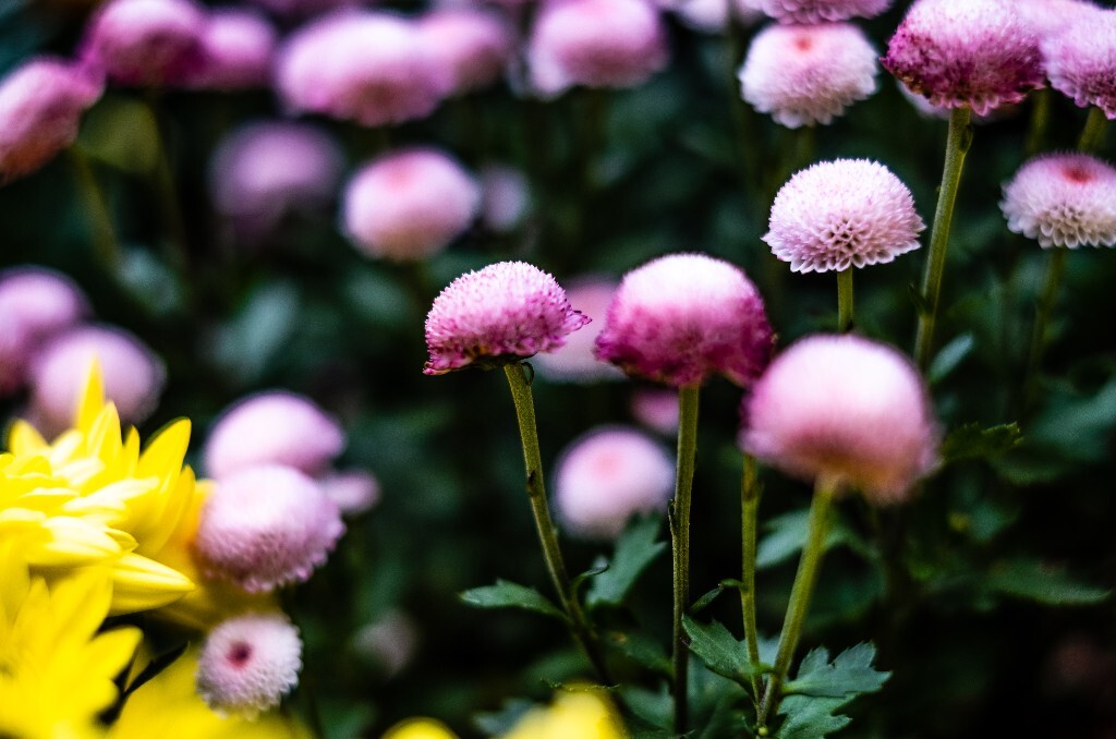 菊花 寿客 金英 黄华 秋菊 陶菊 日精 女华 延年 隐逸花 家菊 花儿 盛开的菊花