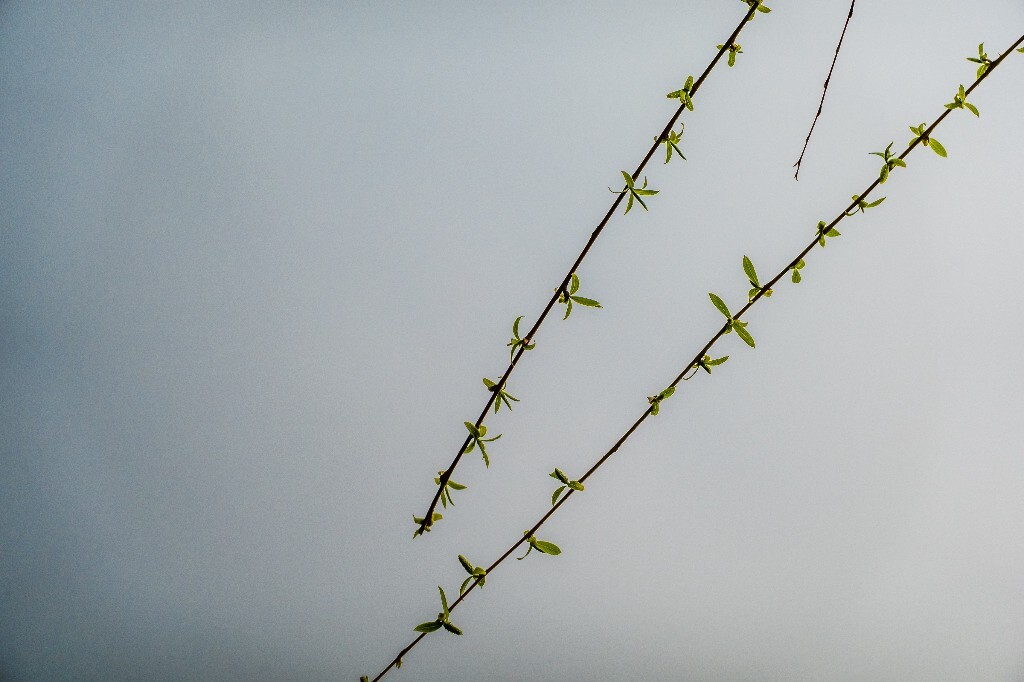 西湖柳树 风光 自然 植物 柳树