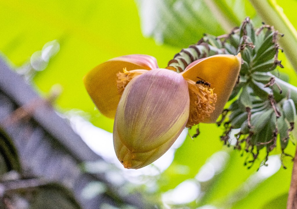 芭蕉 芭苴 板焦 板蕉 大芭蕉头 大头芭蕉 摄影 植物