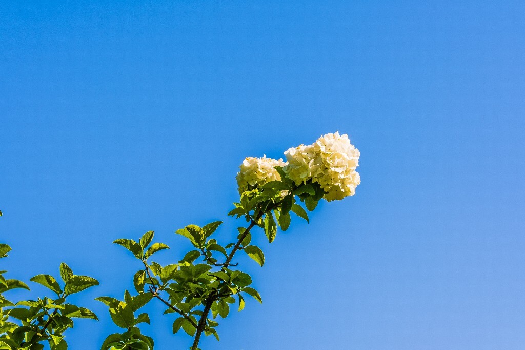 八仙花 粉团花 草绣球 紫绣球 紫阳花 绣球 木绣球 植物 摄影 风光 花朵 花儿