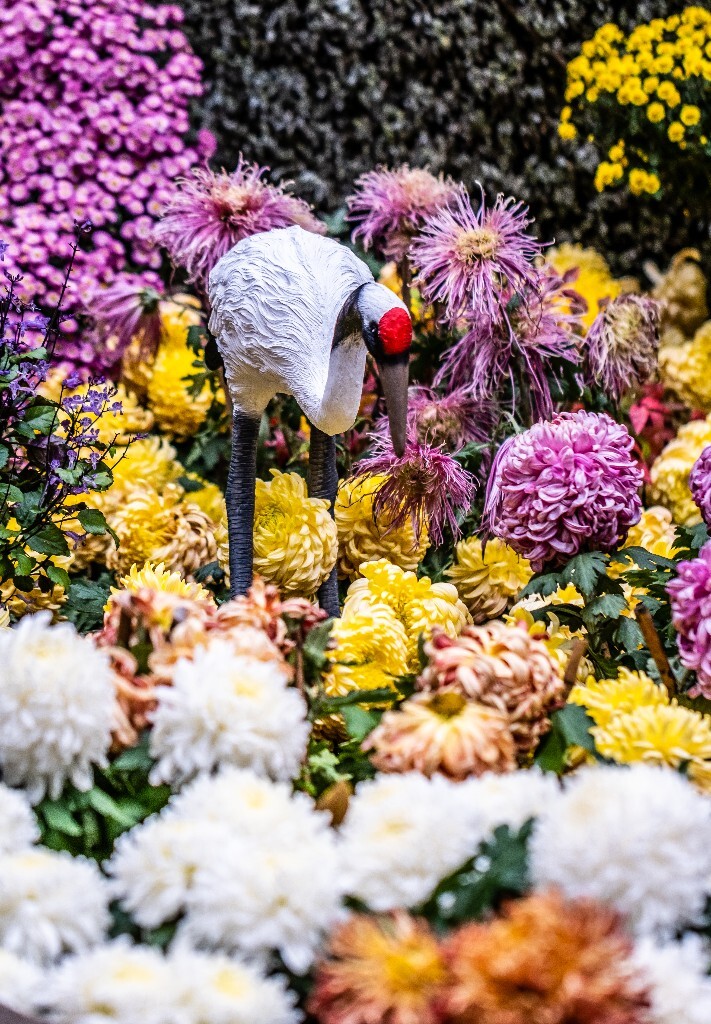 菊花 寿客 金英 黄华 秋菊 陶菊 日精 女华 延年 隐逸花 家菊 花儿 盛开的菊花