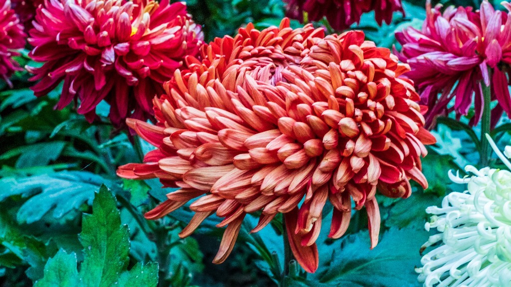 菊花 寿客 金英 黄华 秋菊 陶菊 日精 女华 延年 隐逸花 家菊 花儿 盛开的菊花