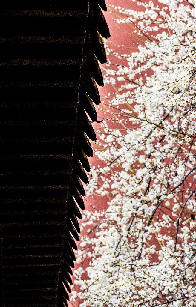 梅花 腊梅 风光 摄影 自然 植物 微距 旅行 建筑 钱王祠