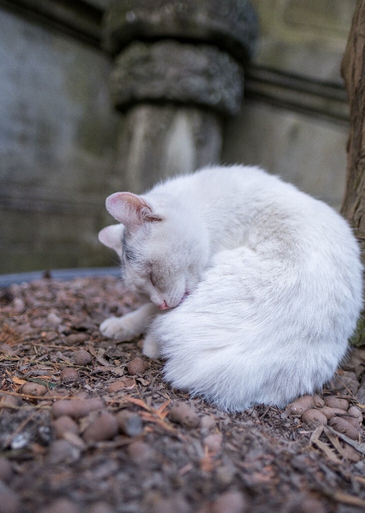 猫猫 喵星人 摄影 自然 宠物 寺庙里面的猫猫 宠物摄影