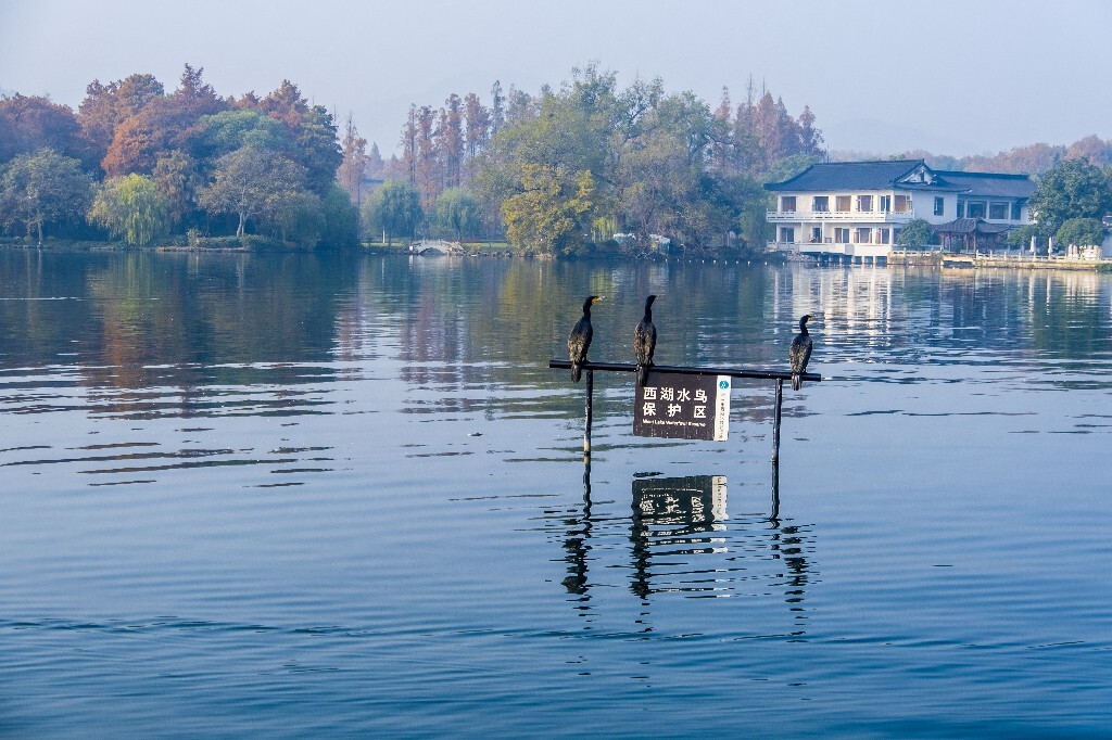 西湖水鸟 西湖风光 风光 西湖 风景 自然 湖水 图片 摄影