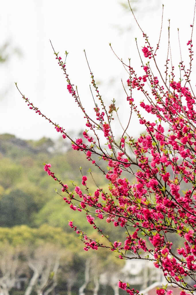 西湖桃花 桃花 自然 微距 风光 色彩 西湖之春 春天 桃红柳绿 西湖三月天