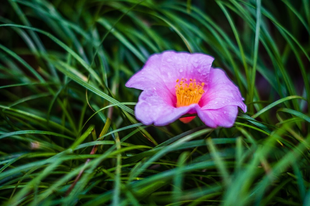 茶花 山茶花 观赏花卉 花草 花卉 图片 摄影