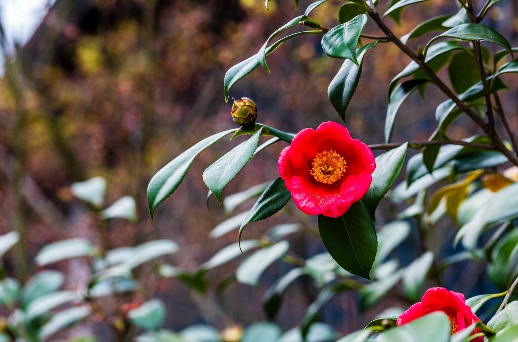 茶花 山茶花 观赏花卉 世界名贵花 花草 花朵