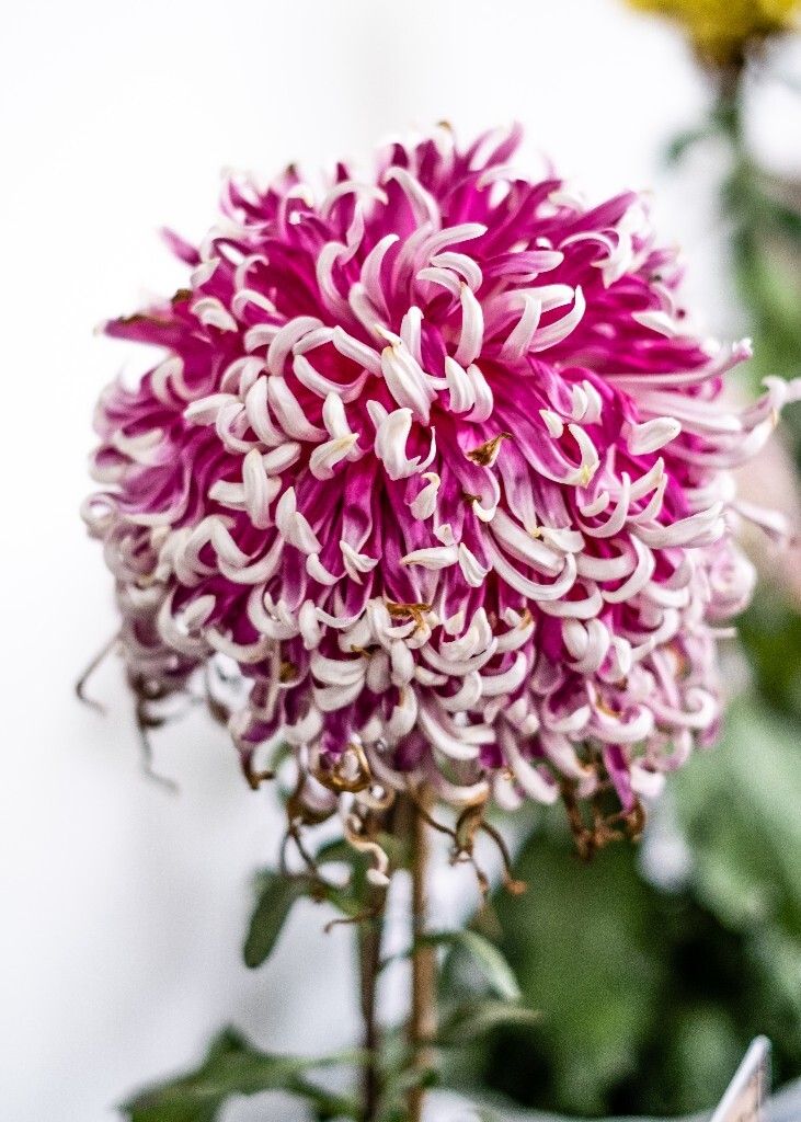 菊花 寿客 金英 黄华 秋菊 陶菊 日精 女华 延年 隐逸花 家菊 花儿 盛开的菊花