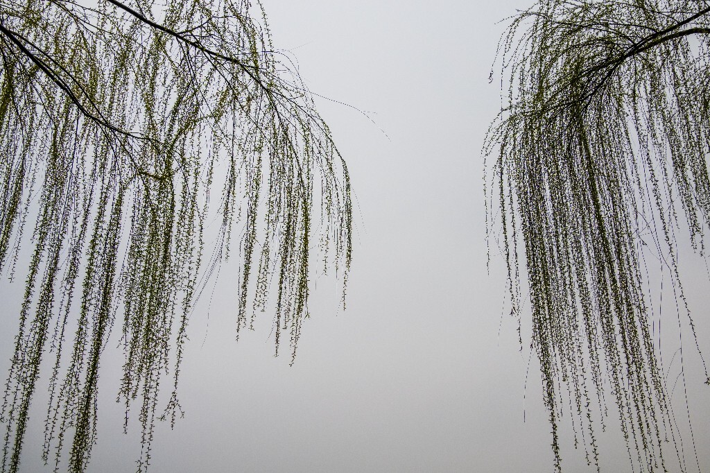 柳树 柳芽 自然 风光 摄影 西湖